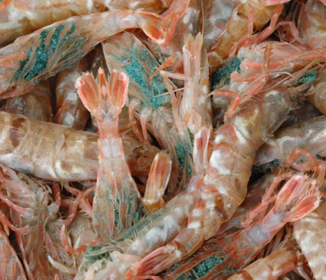 天然物 丹後の白海老